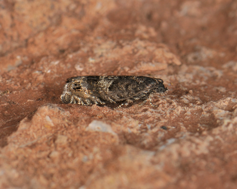 1595   Pammene luedersiana  081.jpg