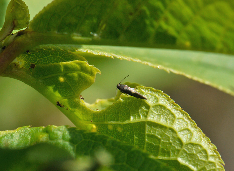 0128   Heliozela sericiella  036.jpg