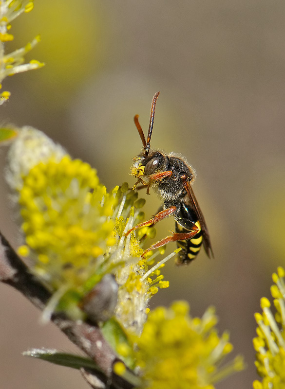 bee  082.jpg