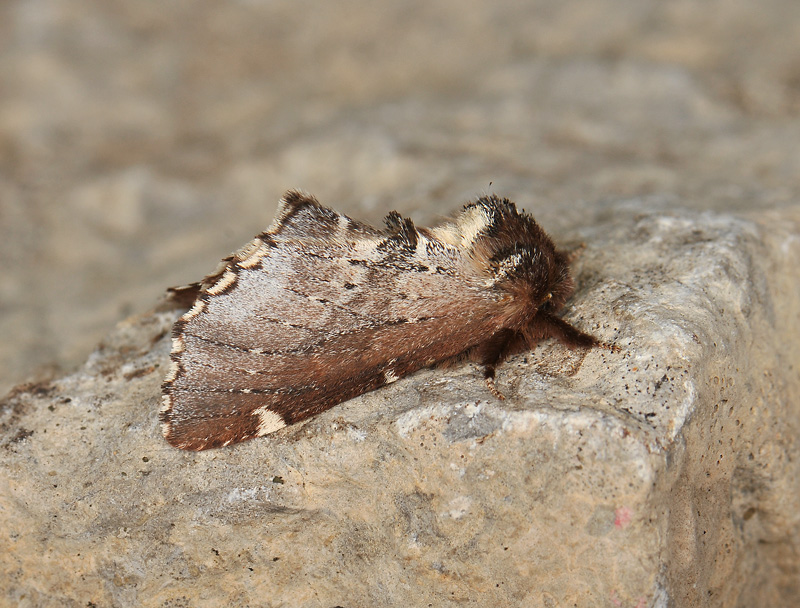 2546   Odontosia carmelita  007.jpg