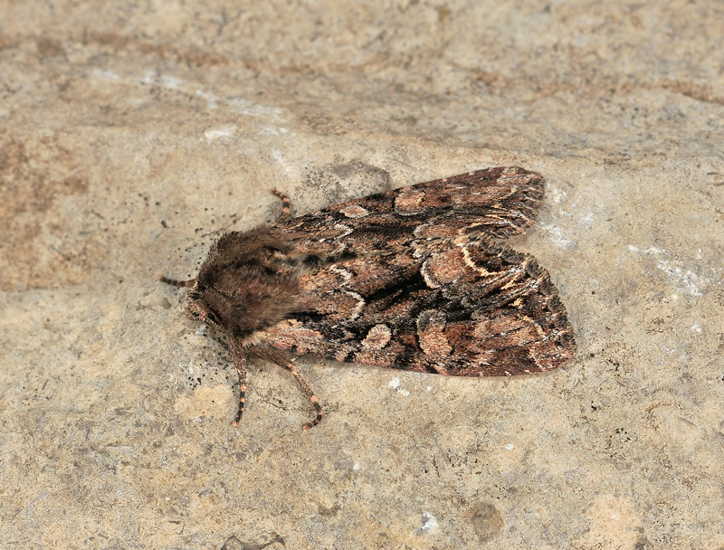 2915   Lacanobia thalassina  056.jpg