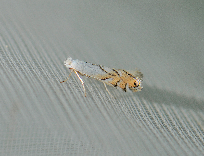 0346   Phyllonorycter harrisella  083.jpg