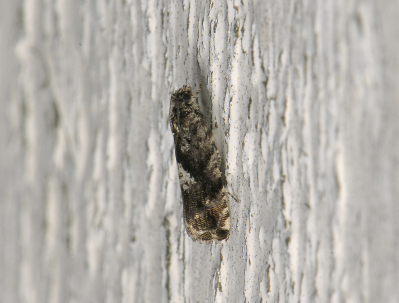 1589   Pammene argyrana  011.jpg