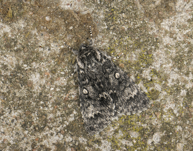 2564   Acronicta megacephala  030.jpg
