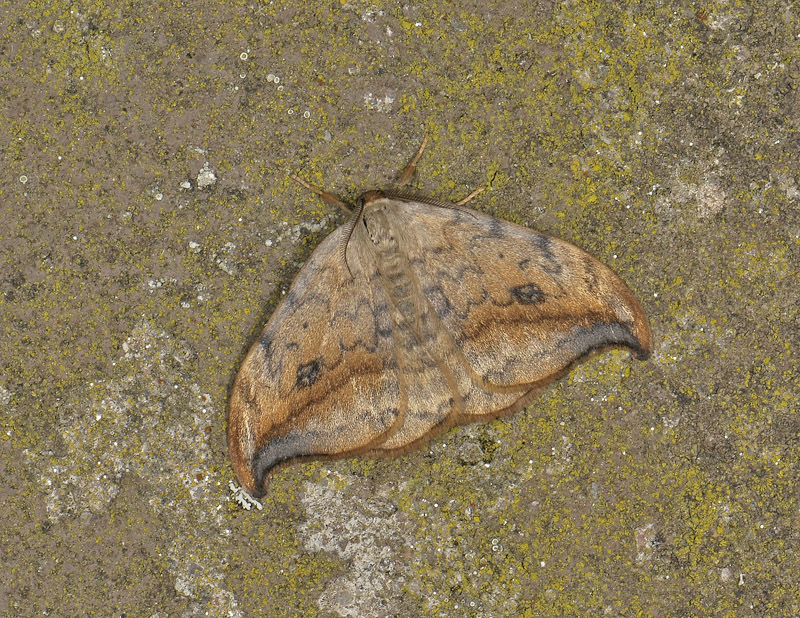 2170   Drepana falcataria  032.jpg