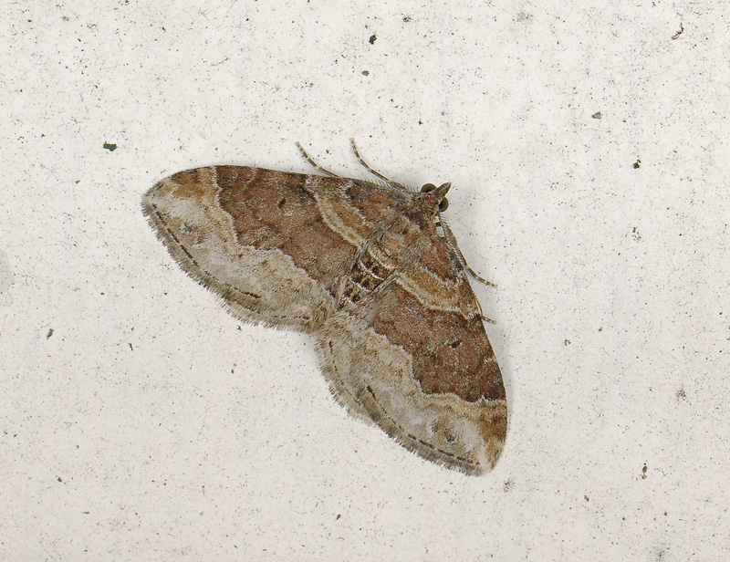 2337   Xanthorhoe ferrugata  038.jpg