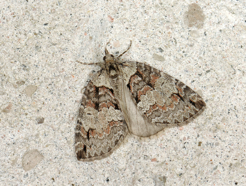 2396   Hydriomena ruberata  042.jpg