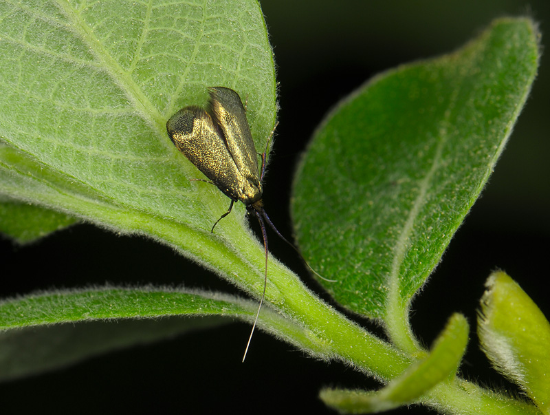 0140   Adela reaumurella  003.jpg