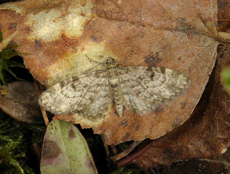2484   Eupithecia tantillaria  043.jpg