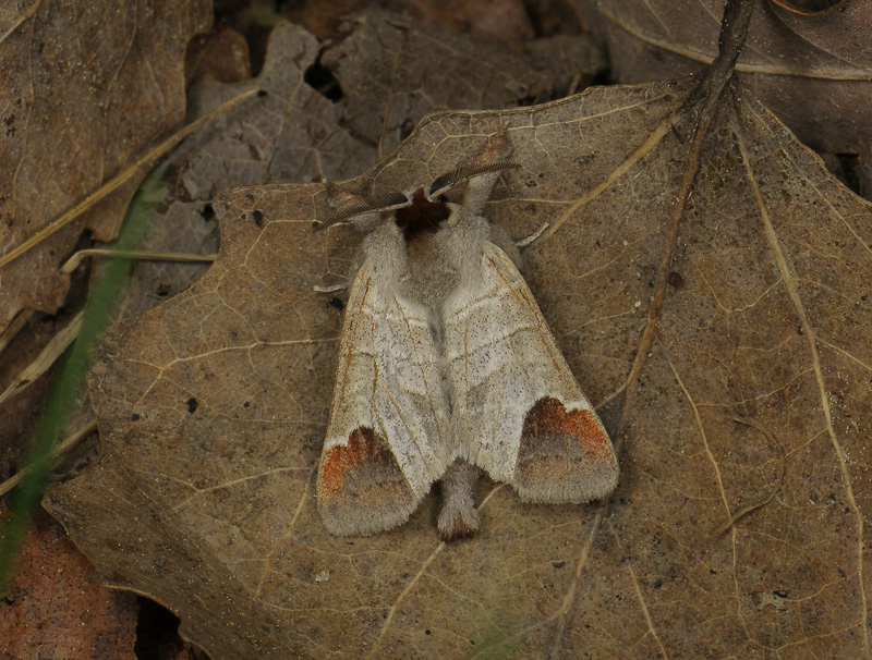 2523   Clostera curtula  061.jpg