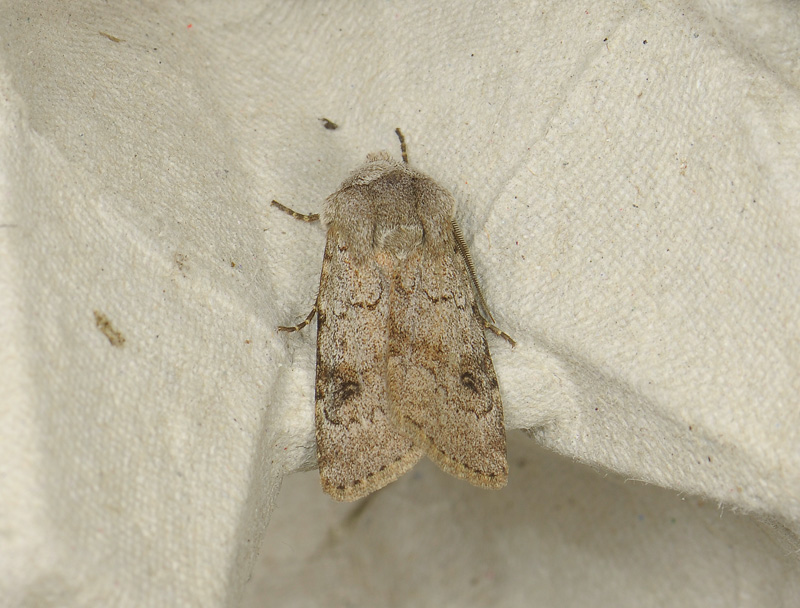 2979   Agrotis cinerea  295.jpg