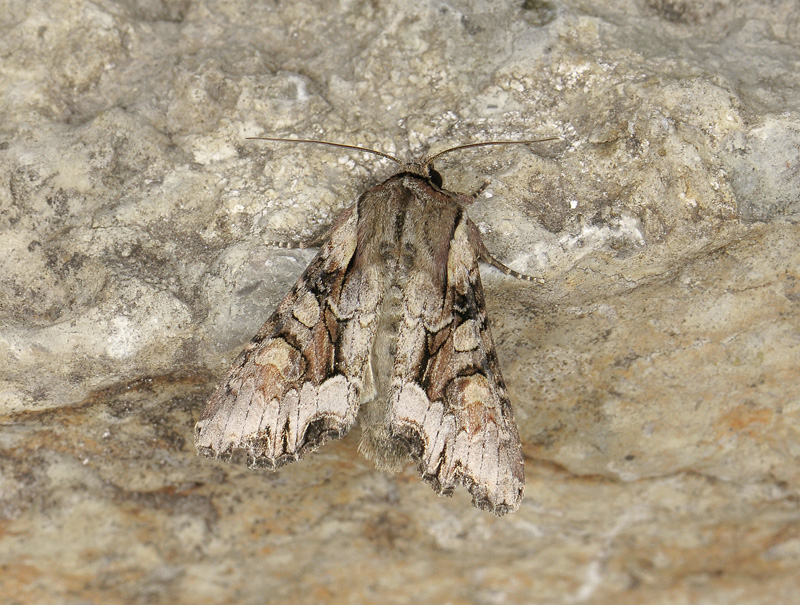 2912   Lacanobia w-latinum  299.jpg