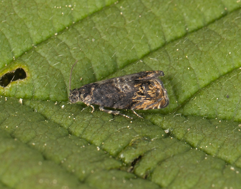 1590   Pammene suspectana  303.jpg