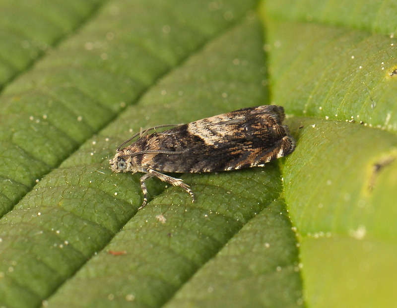 1590   Pammene suspectana  309.jpg