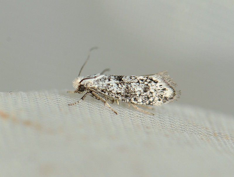 0424   Paraswammerdamia conspersella  194.jpg