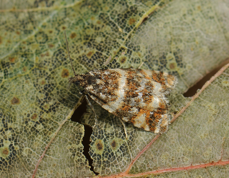 1401   Phiaris palustrana  305.jpg