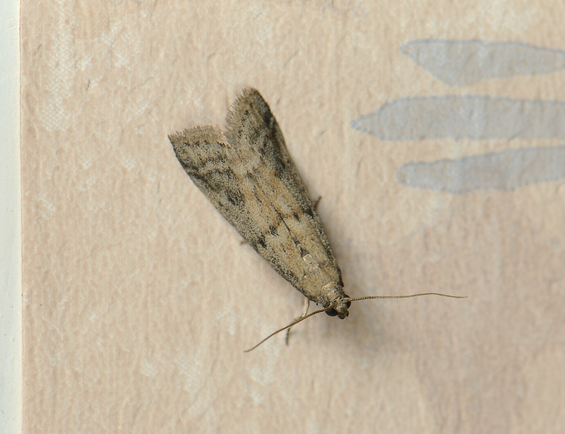 1782   Ephestia elutella  003.jpg