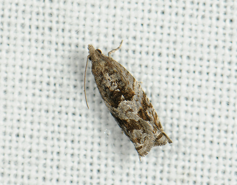1431   Rhopobota naevana  005.jpg
