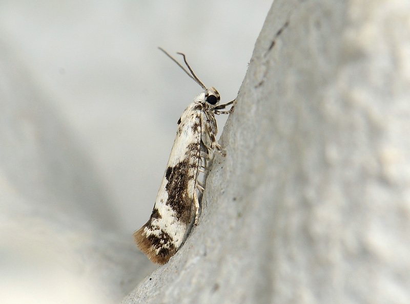 0433   Prays fraxinellus  082.jpg