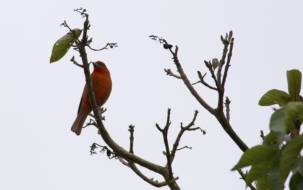 Summer Tanager  4718.jpg