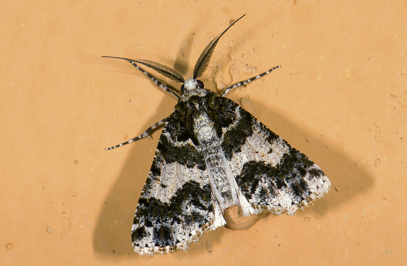 Geometridae; Ennominae; Cargolia sp. ?  9467.jpg