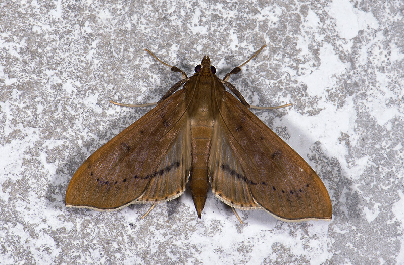 Pyralidae; ?  9505.jpg