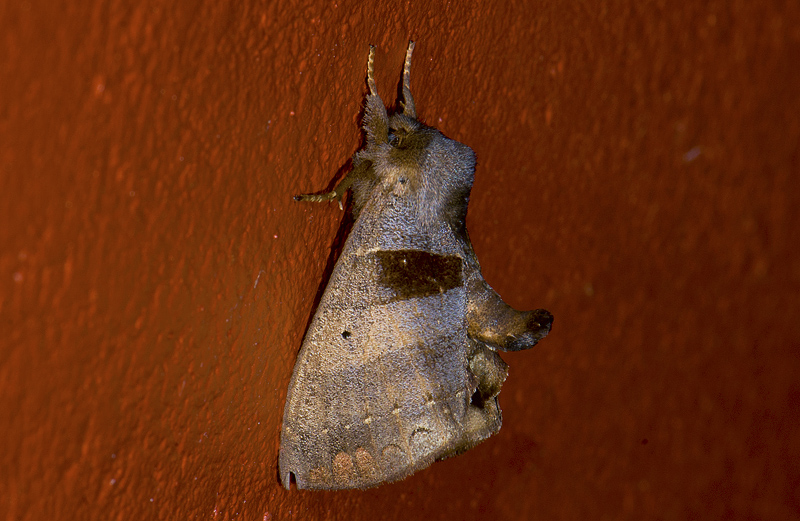 moth  s9535.jpg