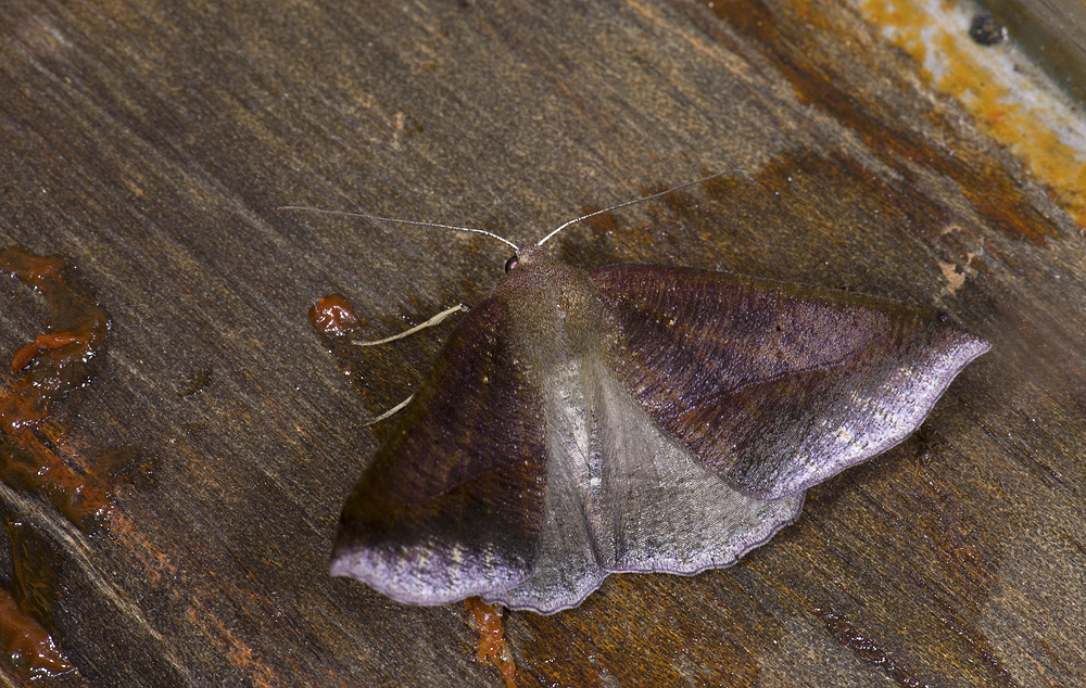 Geometridae; Ennominae; Bassania sp. ?  9644.jpg