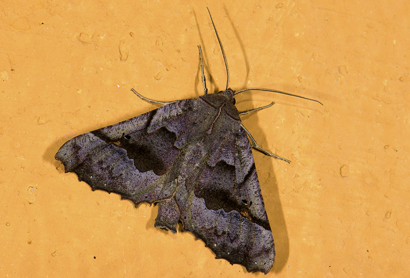 Geometridae; Ennominae; Pero sp.  9662.jpg
