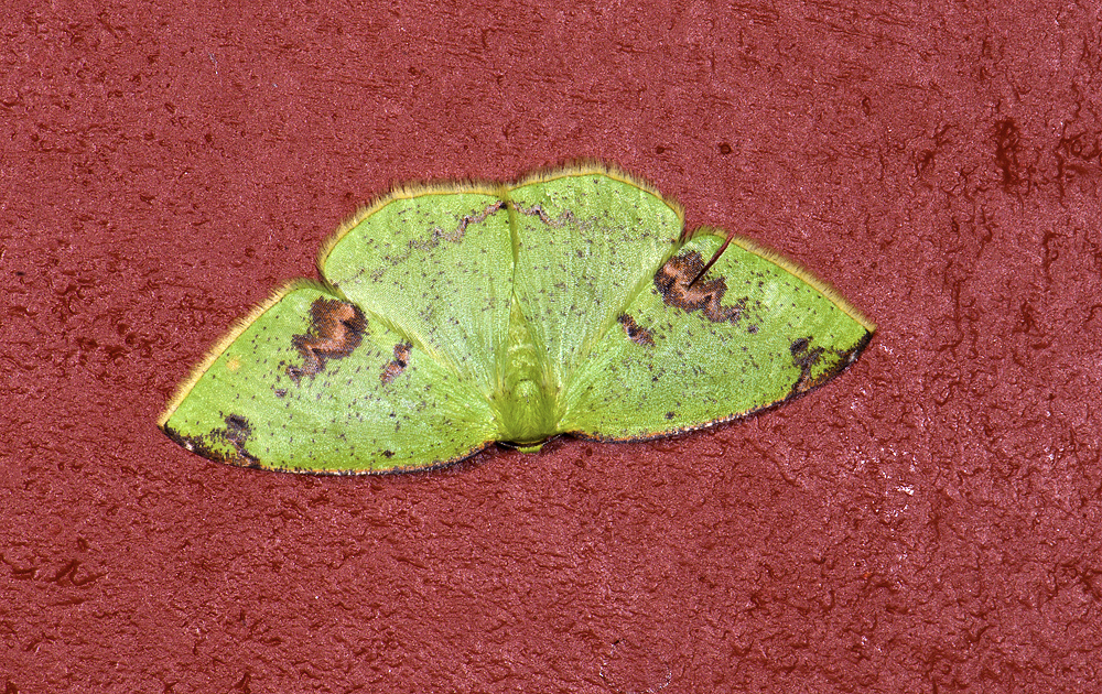 Geometridae; ?  9669.jpg