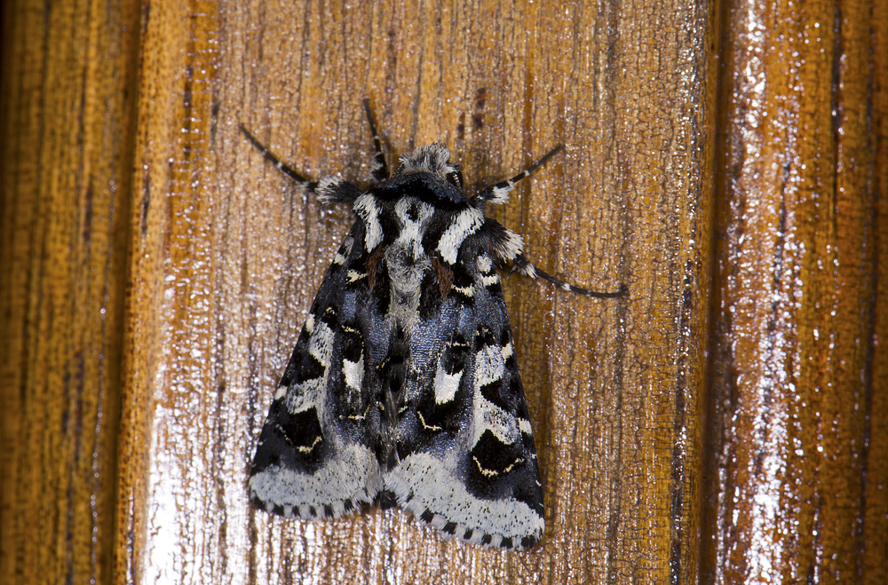 Noctuidae; Noctuinae; Hadenini; Dargida albifluviata?  0775.jpg