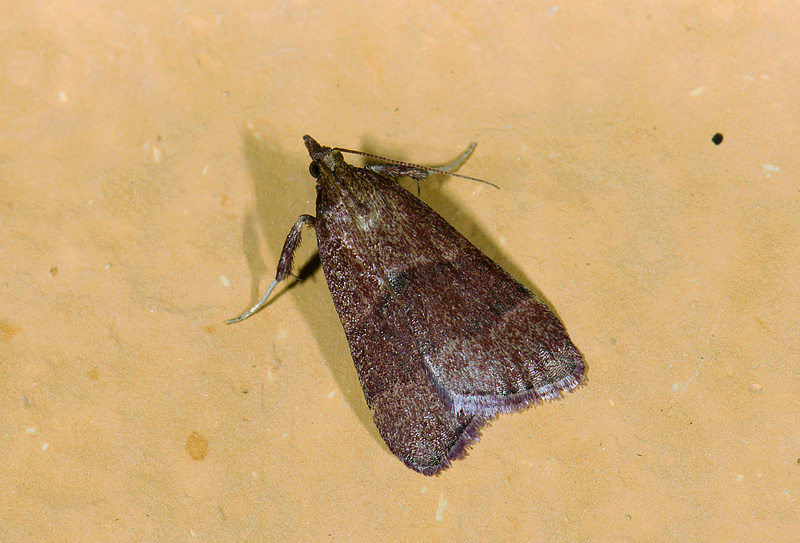 Pyralidae; Chrysauginae; Caphys sp.?  0807.jpg