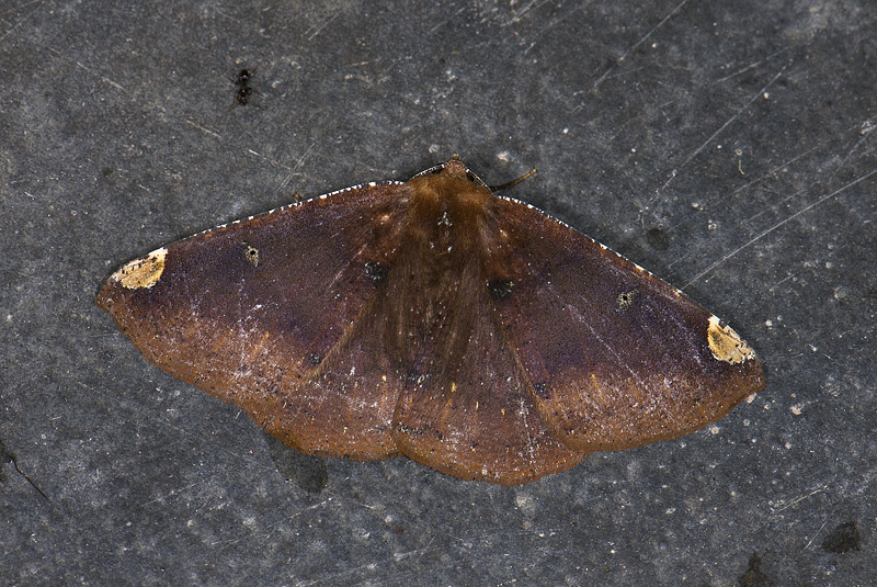 Notodontidae; Hemiceratinae; Herbita sp.?  0844.jpg