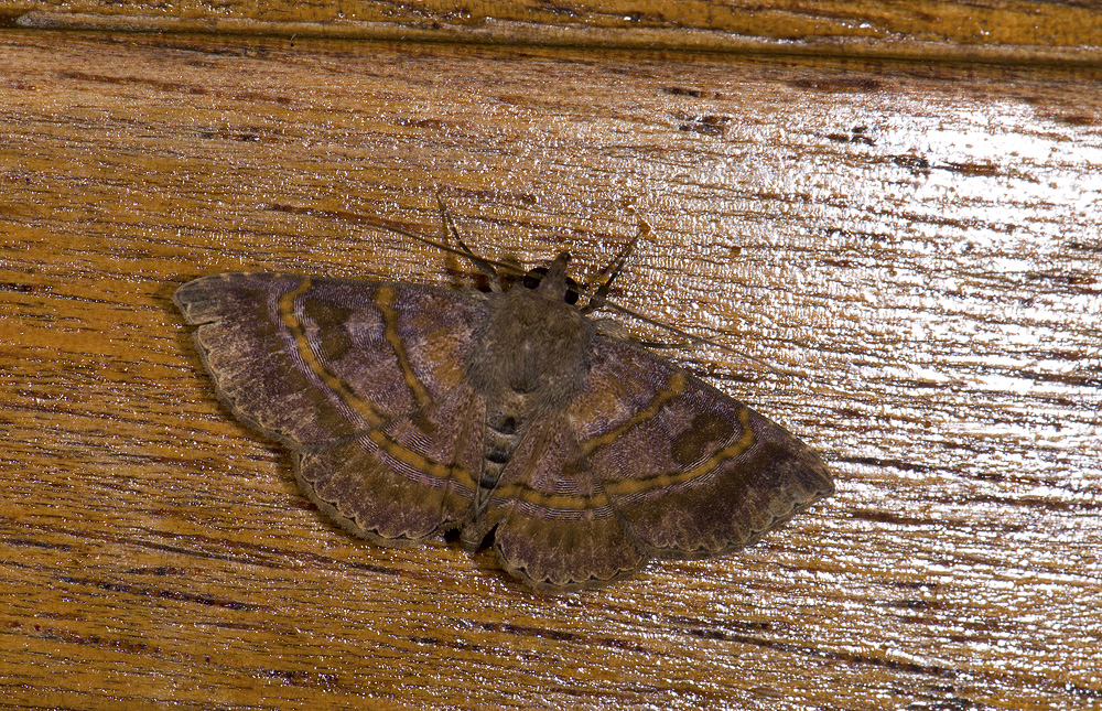 Erebidae; Eulepidotinae; Antiblemma sp.?  0870.jpg