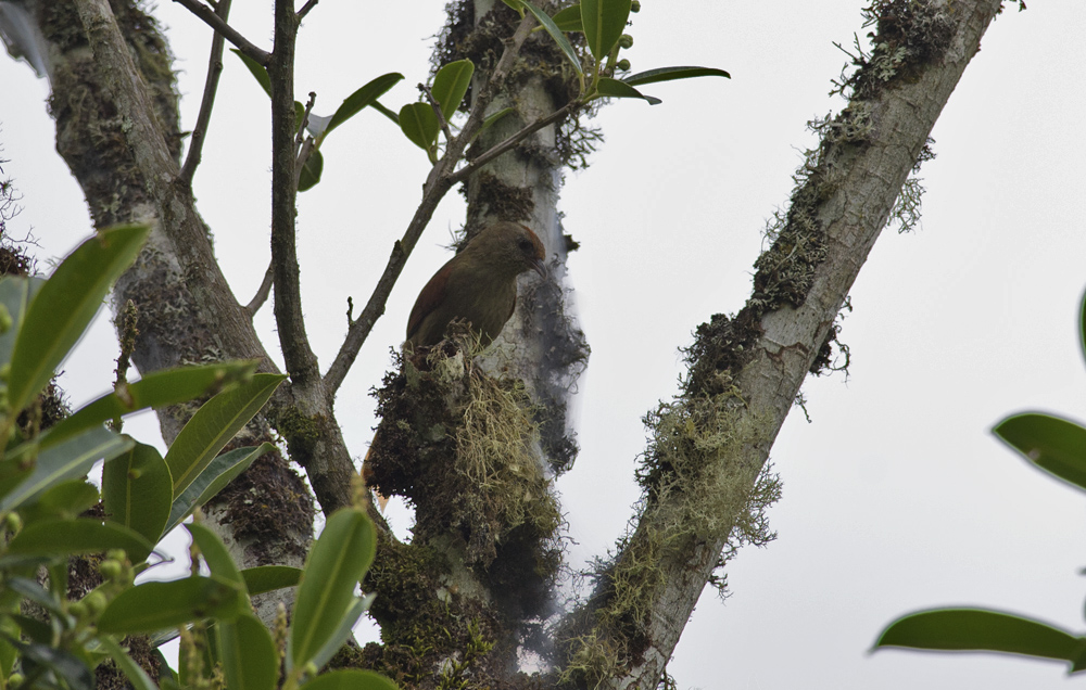 Ash-browed Spinetail  6677.jpg