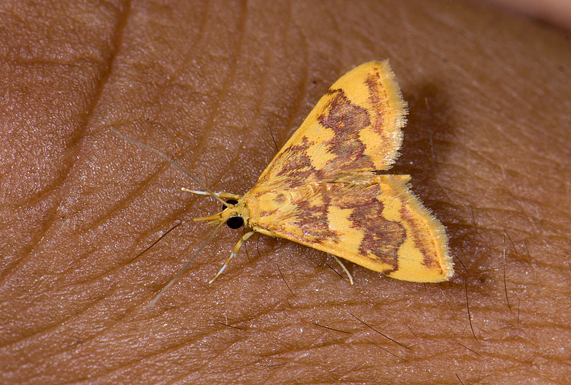 Pyralidae; ?  9862.jpg