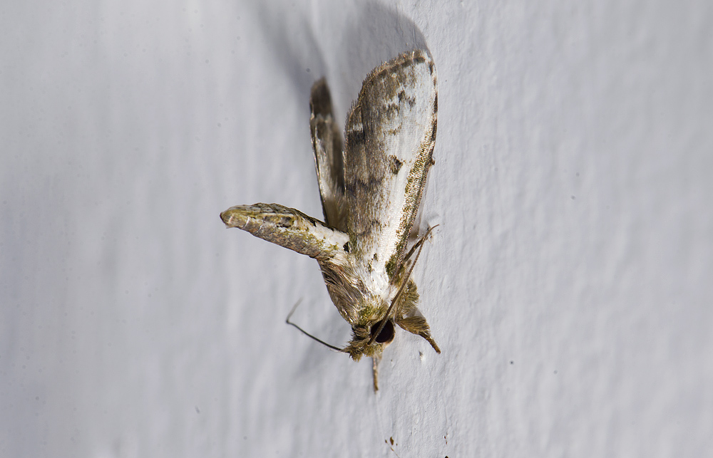 moth  9900.jpg