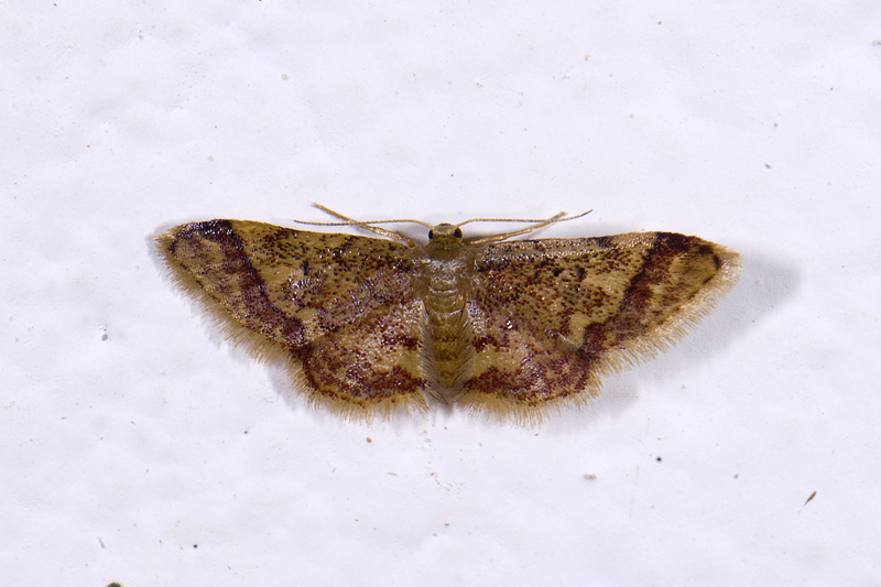 Geometridae; ?  2017.jpg