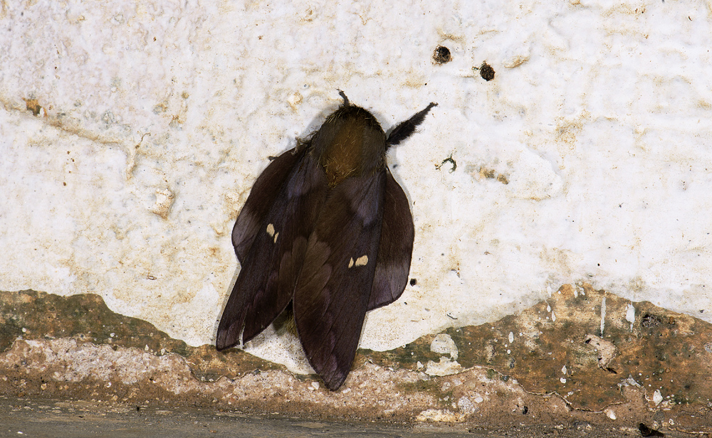 Saturniidae; Ceratocampinae; Ptiloscola sp. ?  2045.jpg