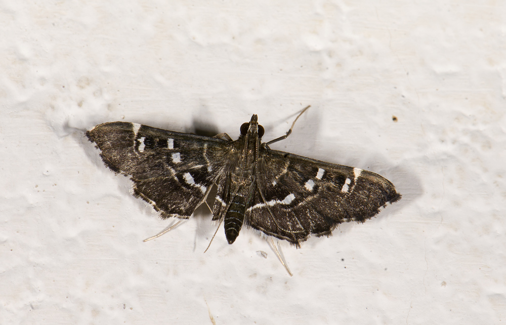 Crambidae; Spilomelinae?  2061.jpg