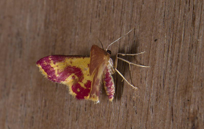 Geometridae; Larentiinae; Eois sp.?  2063.jpg