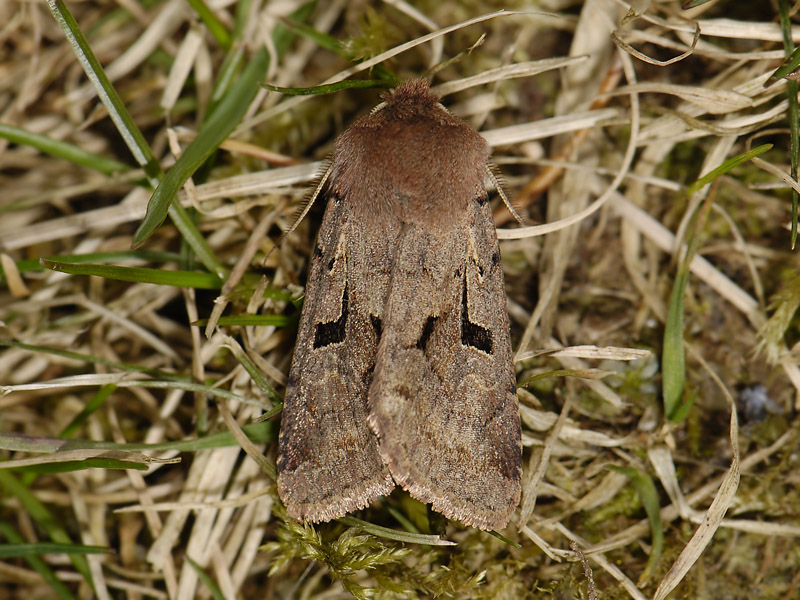 2740   Orthosia gothica  3457.jpg