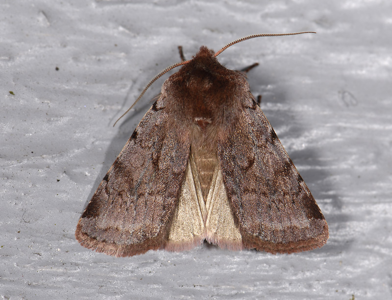 3054   Cerastis rubricosa  3704.jpg