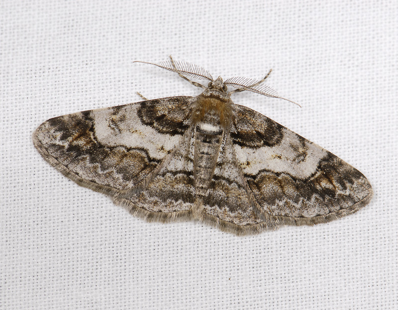 2234   Cleora cinctaria  3711.jpg