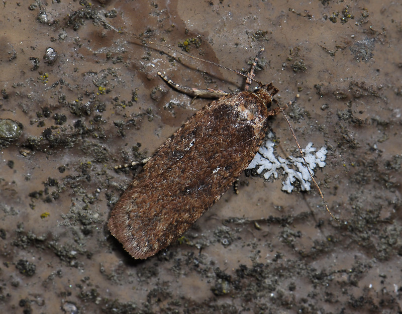 0548   Agonopterix ciliella  3759.jpg