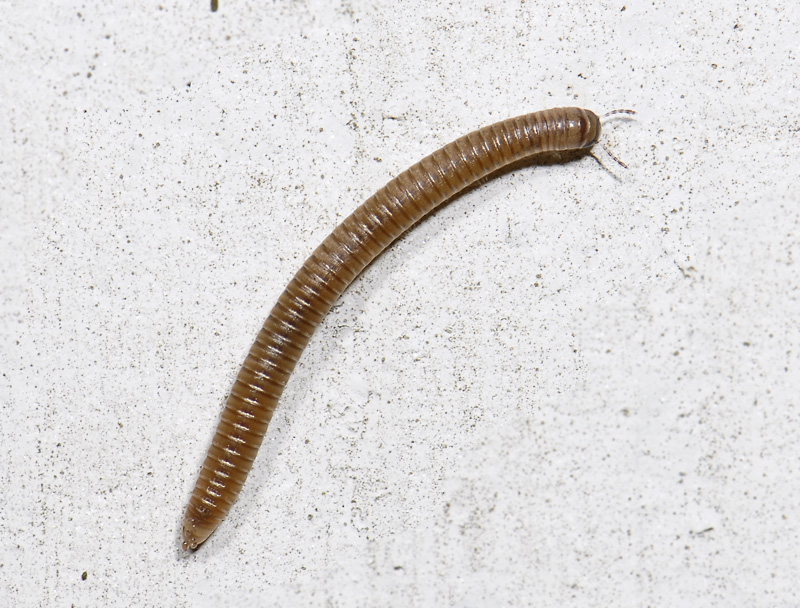 insect  3784.jpg