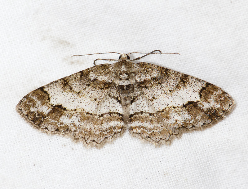 2245   Paradarisa consonaria  3745.jpg