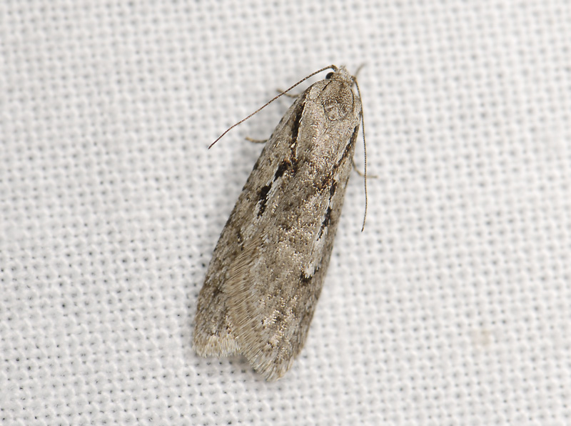 0538   Semioscopis avellanella  3957.jpg