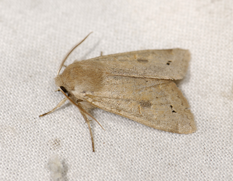 2741   Orthosia munda  4012.jpg