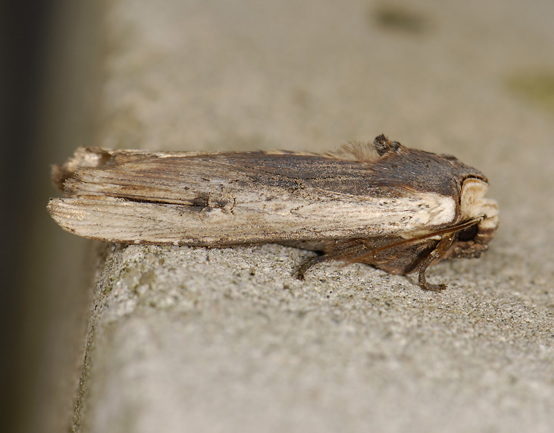 2775   Xylena vetusta  4021.jpg